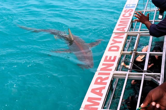 Bronze Whaler shark visiting the cage